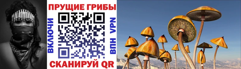 Псилоцибиновые грибы Psilocybe  даркнет сайт  Велиж 